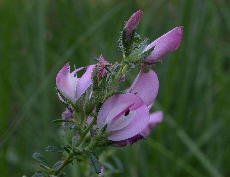 Ononis spinosa / Arrestabue